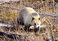 grizzly bears (14)