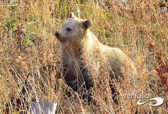 grizzly bears (34)