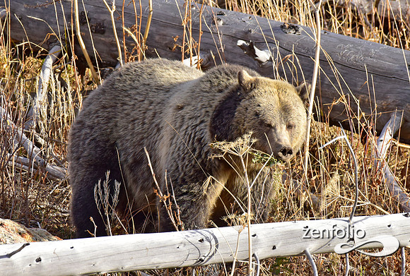 grizzly bears (22)