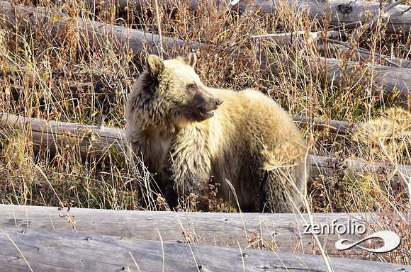 grizzly bears (27)