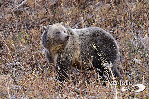 grizzly bears (62)