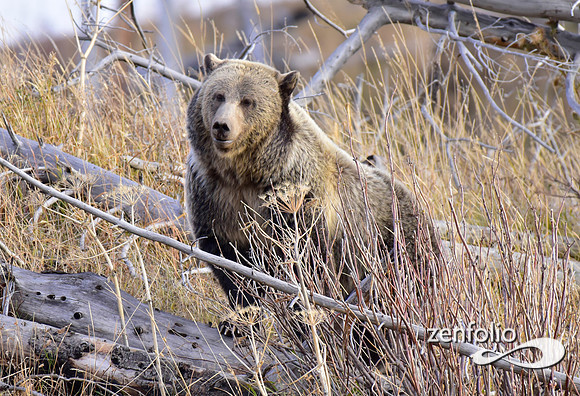grizzly bears (43)