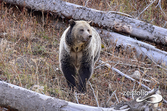 grizzly bears (53)