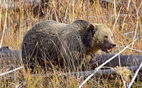 grizzly bears (18)