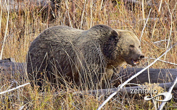 grizzly bears (18)