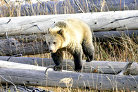 grizzly bears (11)