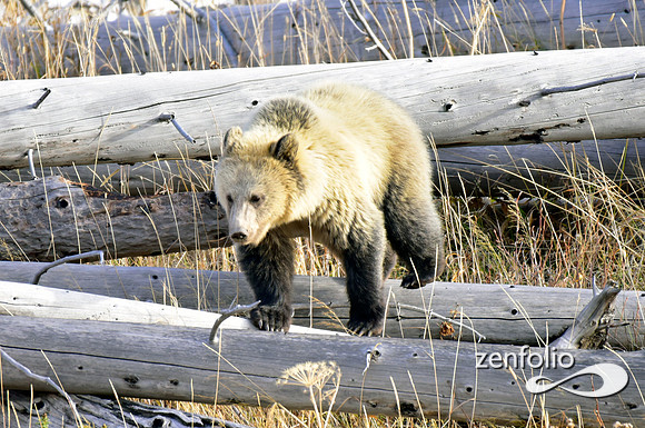 grizzly bears (11)