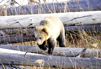 grizzly bears (9)