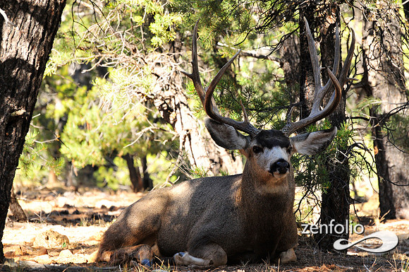 arizona mule deer buck.
