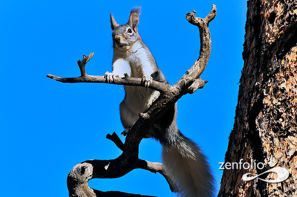 kaibab squirrel.