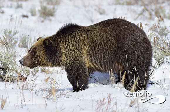 blondie in the snow (1)