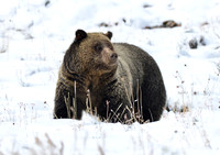 blondie in the snow (3)