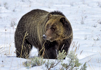 blondie in the snow (5)