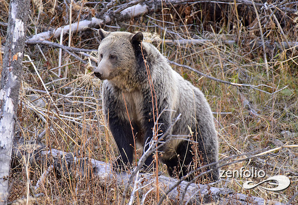 grizzly bears (55)