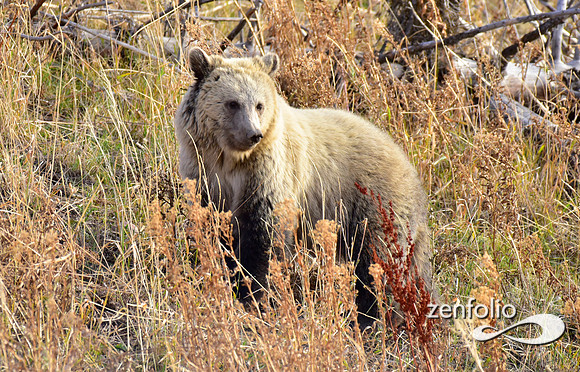 grizzly bears (36)