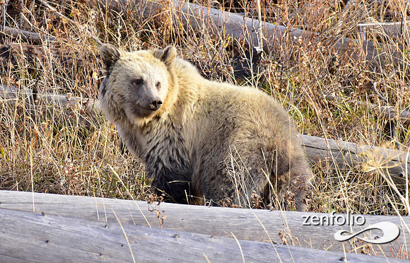 grizzly bears (29)