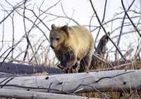 grizzly bears (8)