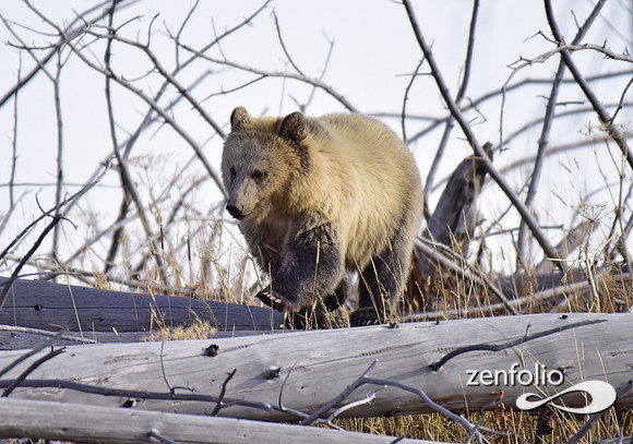 grizzly bears (8)
