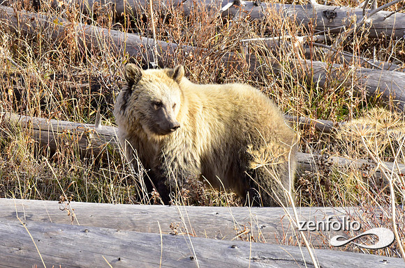 grizzly bears (28)