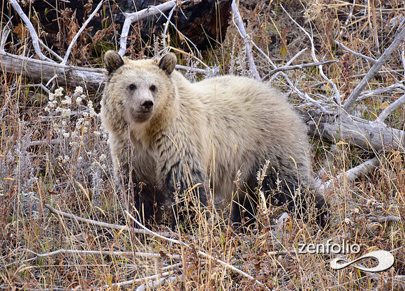 grizzly bears (51)