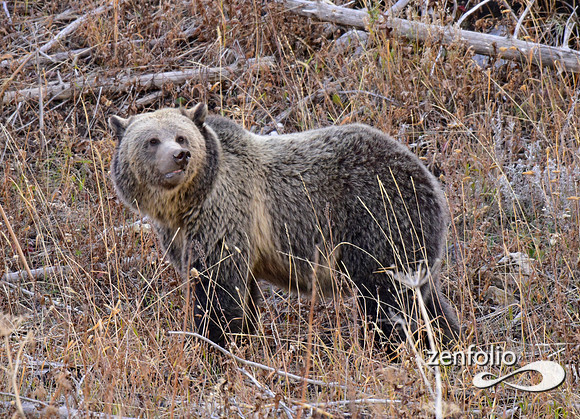 grizzly bears (61)
