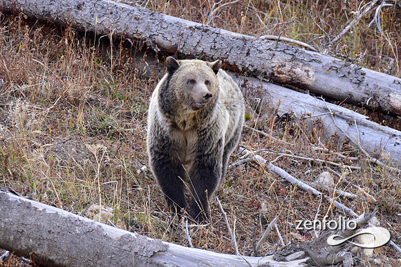 grizzly bears (52)