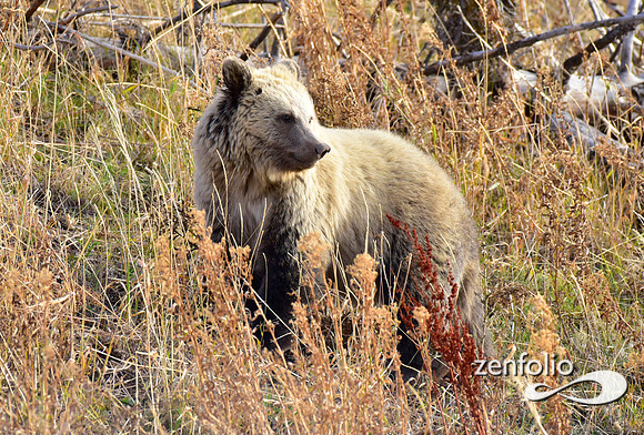 grizzly bears (37)