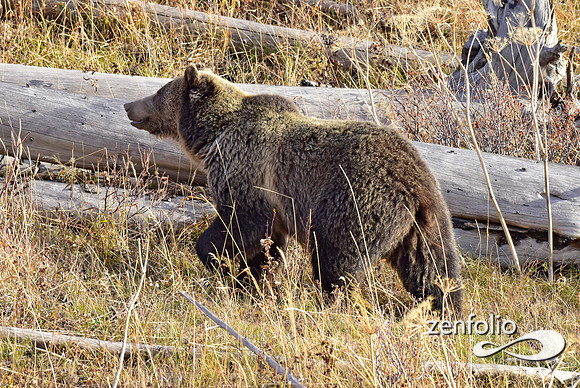 grizzly bears (23)