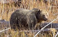grizzly bears (17)