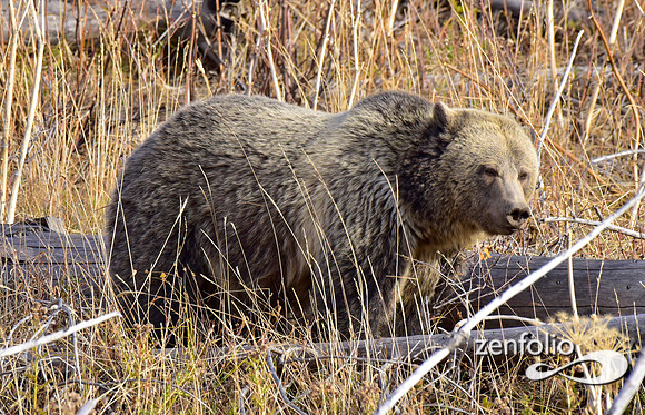 grizzly bears (17)