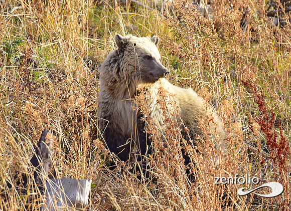 grizzly bears (33)