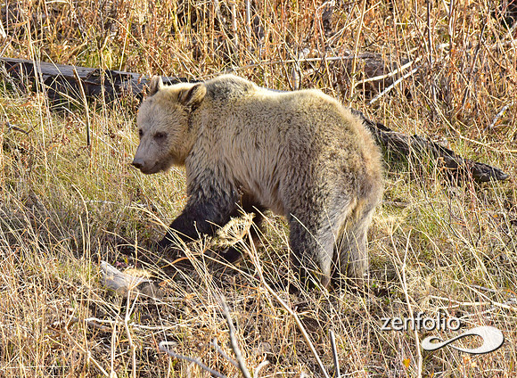 grizzly bears (24)