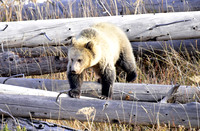 grizzly bears (10)