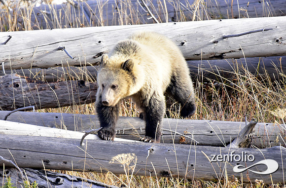 grizzly bears (10)
