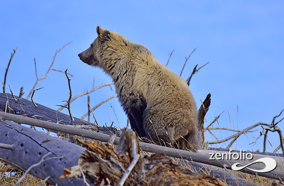 grizzly bears (45)
