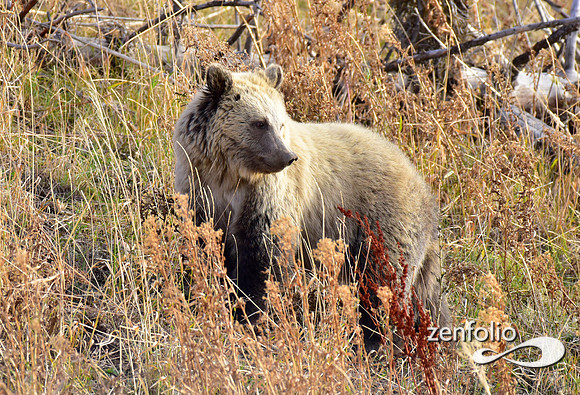 grizzly bears (38)