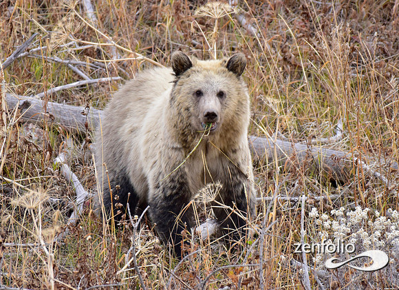 grizzly bears (49)
