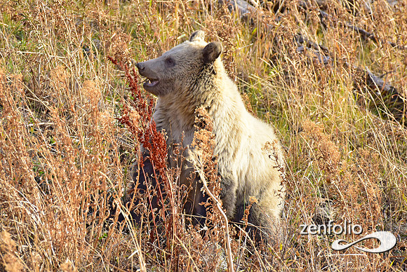 grizzly bears (31)