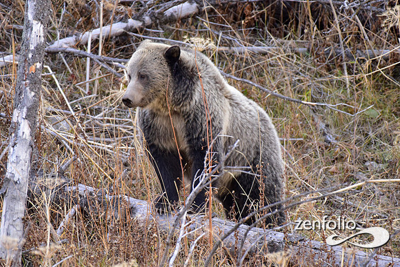 grizzly bears (59)