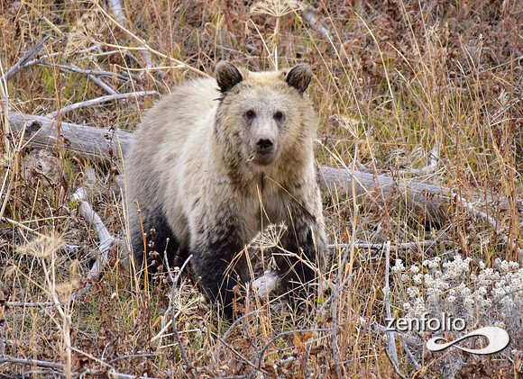 grizzly bears (48)