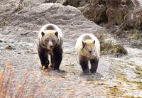 grizzly bears (5)