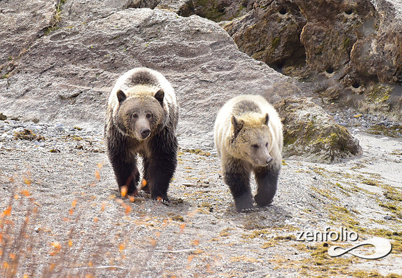 grizzly bears (5)