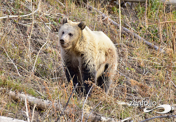 grizzly bears (40)