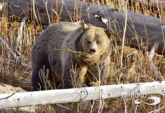 grizzly bears (21)