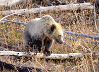 grizzly bears (13)