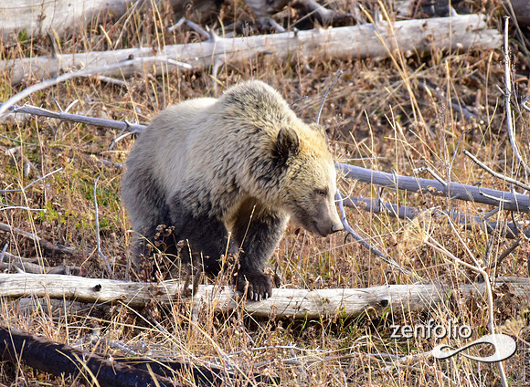 grizzly bears (13)