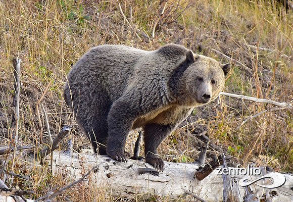 grizzly bears (42)