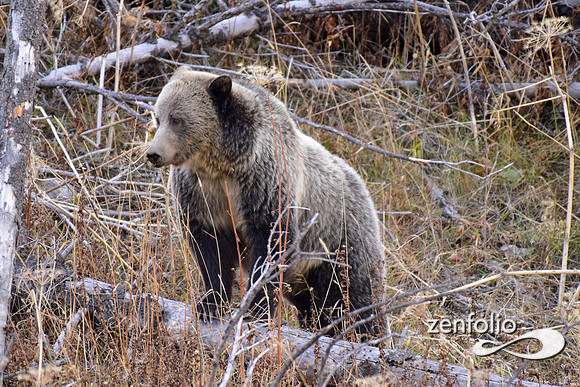 grizzly bears (58)