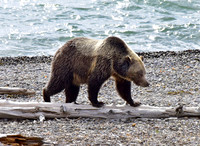 grizzly bears (3)