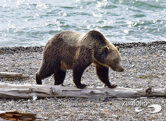 grizzly bears (3)